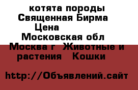 котята породы Священная Бирма › Цена ­ 50 000 - Московская обл., Москва г. Животные и растения » Кошки   